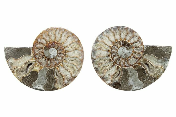 Cut & Polished, Crystal-Filled Ammonite Fossil - Madagascar #282644